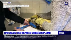 Calais: la LPO va porter plainte face à la recrudescence de rapaces plombés par des chasseurs