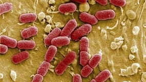 Vue au microscope de la bactérie E. coli. Cette bactérie à l'origine des hospitalisations survenues à Bordeaux est de la même souche que celle qui a causé une trentaine de décès en Allemagne. /Photo prise le 25 mai 2011/REUTERS/Manfred Rohde/Helmholtz-Zen