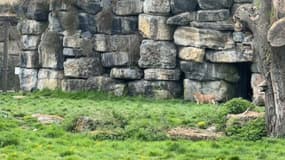 Le bébé lion né au zoo de Pairi Daizi (Belgique) en sortie en plein air en avril 2025