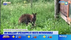Rhône: un wallaby s'échappe à nouveau de la ferme pédagogique de Mornant