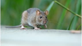 Certains rats sont plus résistants que d'autres aux anticoagulants.
