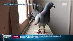 La colombophilie: à la découverte de cette pratique méconnue 