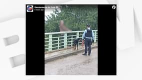 Un homme a renoncé à se suicider en voyant son chien dans le Gard.
