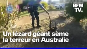  En Australie, la police attrape un lézard géant dans un quartier résidentiel 