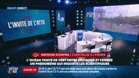 Océan vert fluo en Bretagne et en Vendée: quelle est cette micro-algue qui intrigue les chercheurs?