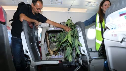 Photo transmise par la Royal Zoological Society of Scotland (RZSS) le 10 août 2018, montrant Tanami, koala de 19 mois, dans sa caisse à l'arrivée du vol Düsserldorf-Edimbourg le 9 août 2019