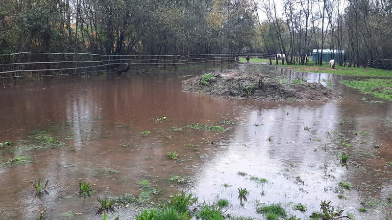 Inondations dans le Rhône: ses chevaux évacués, un ranch lance un appel à l'aide