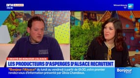 Alsace: les producteurs d'asperges à la recherche de saisonniers