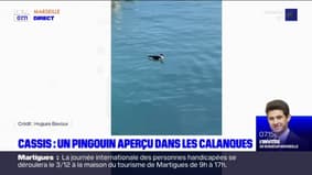 Un pingouin aperçu et filmé dans les calanques de Cassis