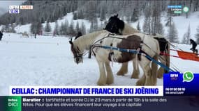 Hautes-Alpes: le championnat de France de ski joëring à Ceillac