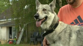 Wolfie, une femelle chien-loup de six ans abandonnée puis recueillie par Cyril, d'abord en famille d'accueil. 