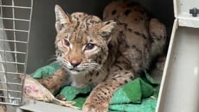 Une femelle lynx caillassée et victime de tirs a succombé à ses blessures. 