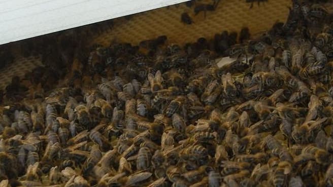 Elle découvre une colonie d'abeilles dans son appartement