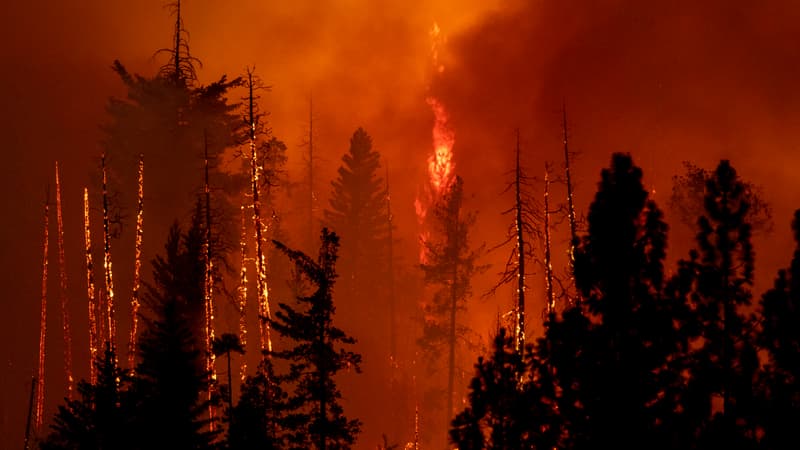 Une forêt brûlée par l'Oak Fire près de Midpines, au nord-est de Mariposa, en Californie, le 23 juillet 2022. 