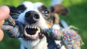 Faut-il un permis pour avoir un chien?