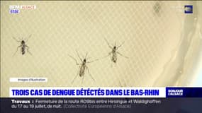 Bas-Rhin: deux cas de dengue détectés à Brumath, un autre identifié à Strasbourg