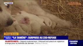 Un zoo refuge de l'Eure-et-Loir accueille des chiens patous errants, et six nouveaux bébés