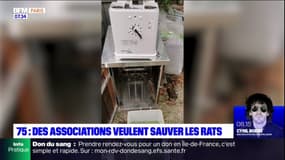 Paris: des associations veulent protéger les rats