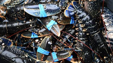 Des homards à Paimpol, dans les Côtes-d'Armor, en 2016 (photo d'illustration)