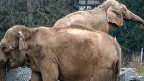 Soupçonnées d'être atteintes de tuberculose, Baby et Népal, les deux éléphantes du parc de la Tête d'Or, à Lyon, ont été condamnées à l'euthanasie.