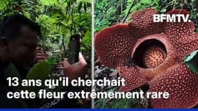  Indonésie: un chercheur fond en larmes en découvrant la plante qu’il cherche depuis plus de 13 ans 