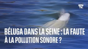 Sea Shepherd privilégie la piste de "la pollution sonore" pour expliquer la présence du béluga