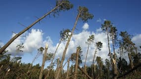 Dans la forêt des Landes, en 2009, après le passage de la tempête Klaus. Plus de trois ans après cette tempête, qui avait détruit un quart de la forêt de pins d'Aquitaine, la filière bois locale s'estime "trahie" par les dernières décisions gouvernemental