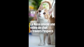 La Nasa envoie une vidéo de chat à travers l'espace 