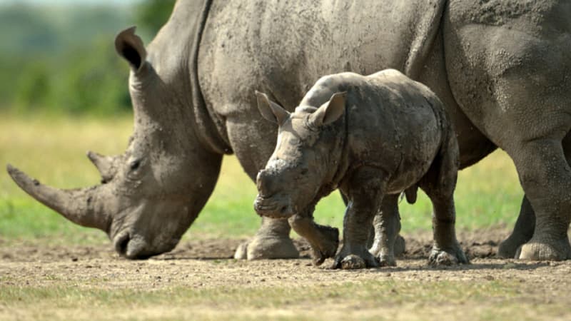 Rhinocéros au Kenya. (Illustration)