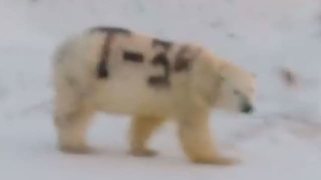 Mystère autour d'une inscription à la peinture sur un ours blanc en Russie