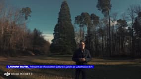 Séquoia de Noël à Lutzelhouse (67) - La météo de Colas du vendredi 5 décembre 2025