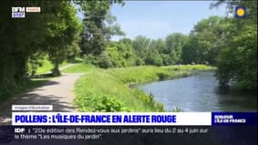 Allergie aux pollens: l'Île-de-France placée en alerte rouge