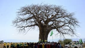 Un baobab en Tanzanie (photo d'illustration)