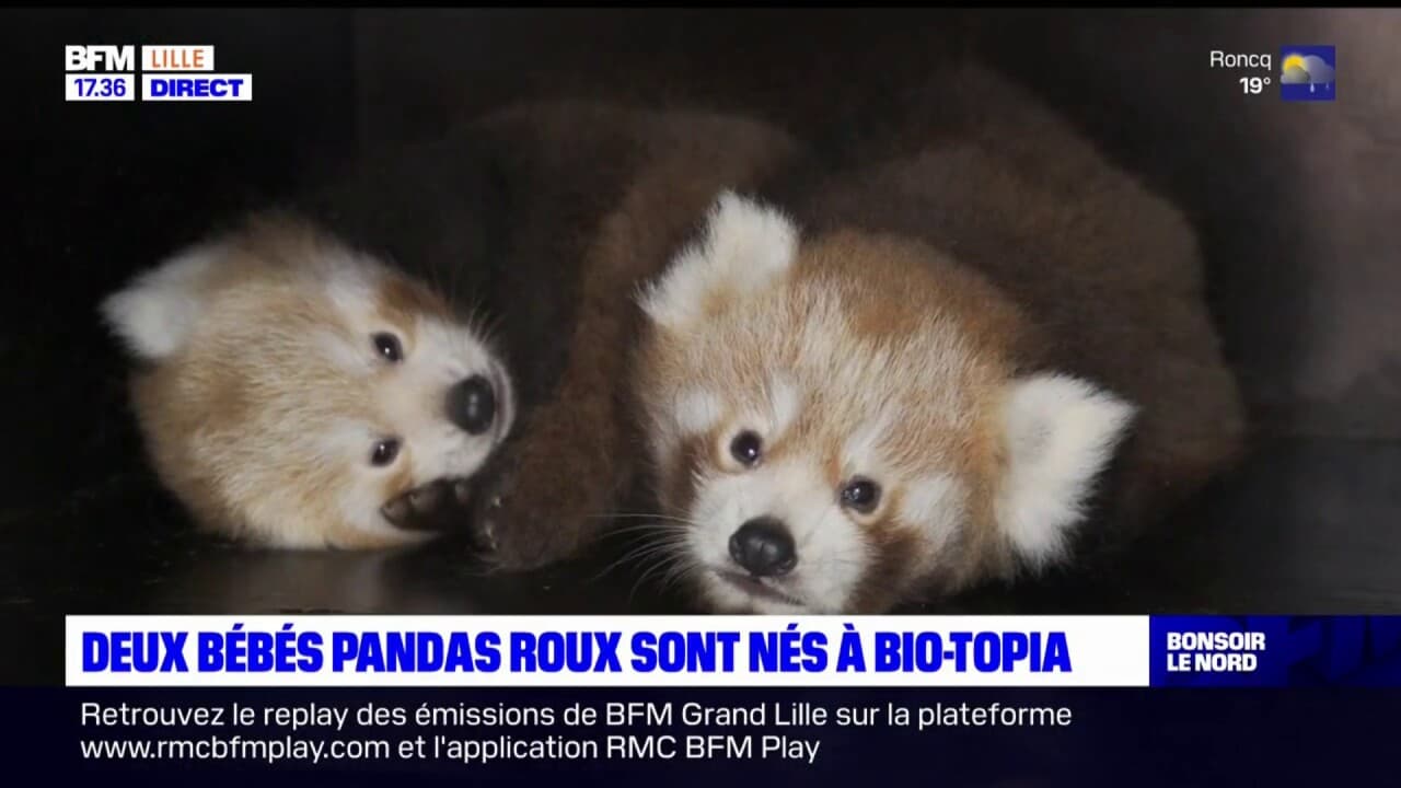 bébé panda roux