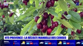 Alpes-de-Haute-Provence: la récolte manuelle des cerises
