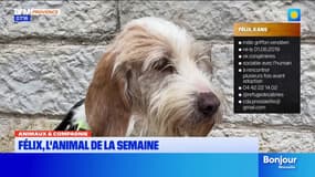 Animaux & Compagnie: Félix, un chien de six ans qui cherche une famille