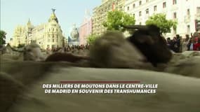 Des milliers de moutons en plein centre-ville de Madrid