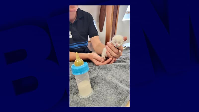 Un des trois chatons retrouvés dans un container à Beauvais le 7 août 2024.