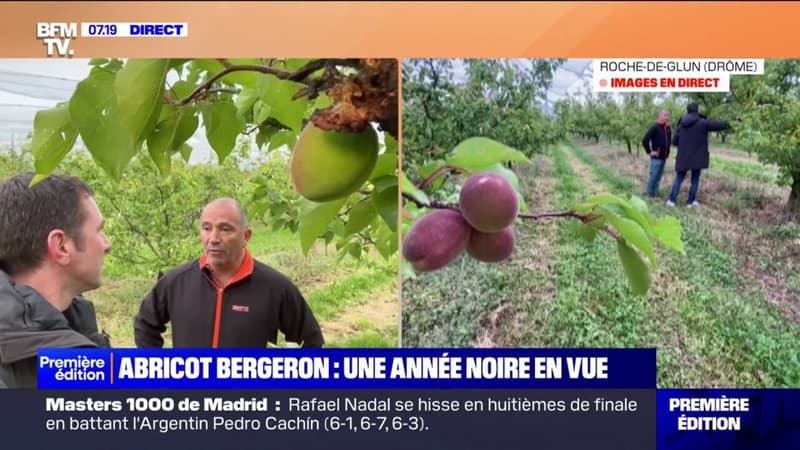 Drôme: une faible production d'abricots bergerons en vue cette année à cause de la pluie au moment de la pollinisation