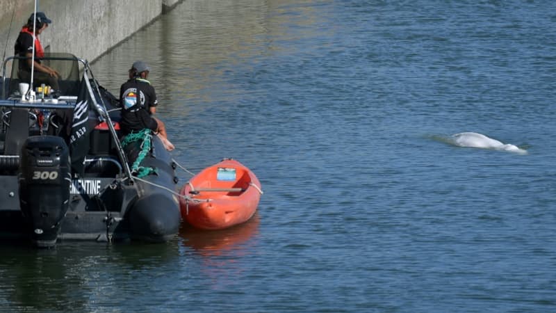 Béluga dans la Seine: comment va se dérouler l'opération de sauvetage?