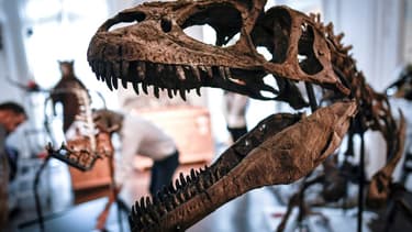Un Allosaurus et un Camptosaurus étaient mis aux enchères à Paris