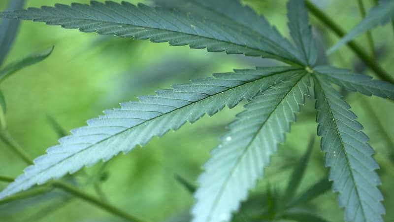 La justice allemande a autorisé pour la première fois plusieurs patients à cultiver du cannabis.