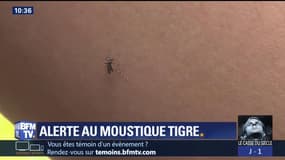 Chikungunya, dengue, zika... le moustique tigre est vecteur de maladies graves