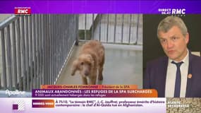 Le parti-pris : Animaux abandonnés, les refuges de la SPA surchargés - 02/08
