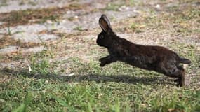 Un lapin - Image d'illustration