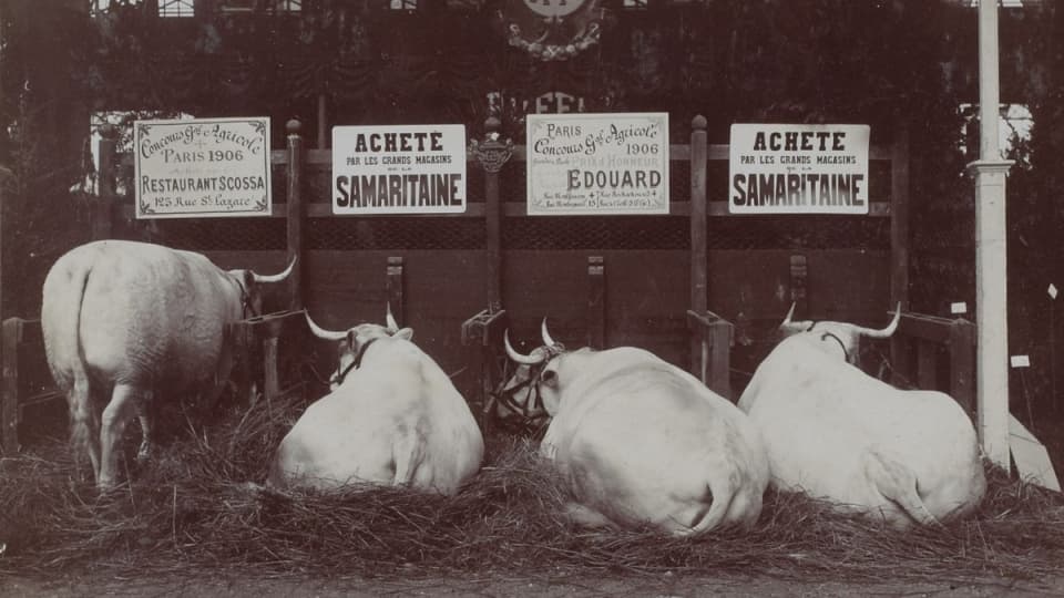 Des vaches lors du Concours général agricole de mars 1906.