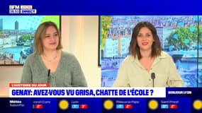 Rhône: Grisa, la mascotte de l'école primaire de Genay est portée disparue