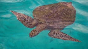 Une tortue verte nageant dans les eaux de Malaisie, en juin 2020.