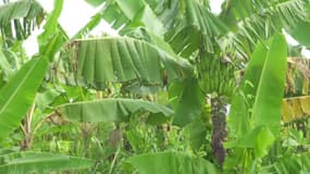 Le chlordécone était utilisé dans les bananeraies