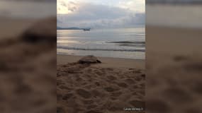 Retour à la mer d'une tortue Caouanne sur les plages de Fréjus en 2020.